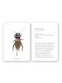 Fixa’t-hi: insectes. Guia visual per conèixer insectes - Aúpa Organics
