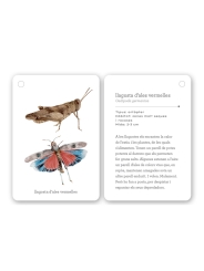 Fixa’t-hi: insectes. Guia visual per conèixer insectes - Aúpa Organics