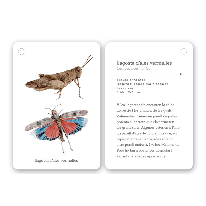 Fixa’t-hi: insectes. Guia visual per conèixer insectes - Aúpa Organics
