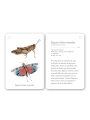 Fixa’t-hi: insectes. Guia visual per conèixer insectes - Aúpa Organics