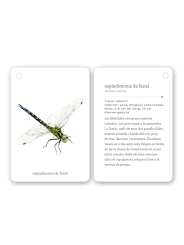 Fixa’t-hi: insectes. Guia visual per conèixer insectes - Aúpa Organics