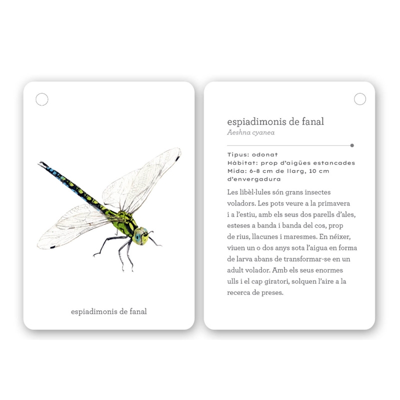 Fixa’t-hi: insectes. Guia visual per conèixer insectes - Aúpa Organics