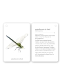 Fixa’t-hi: insectes. Guia visual per conèixer insectes - Aúpa Organics