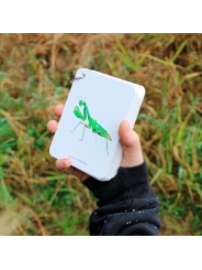 Fíjate: insectos. Guía visual para reconocer insectos - Aúpa Organics