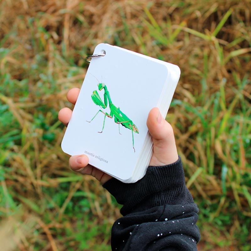 Fíjate: insectos. Guía visual para reconocer insectos - Aúpa Organics