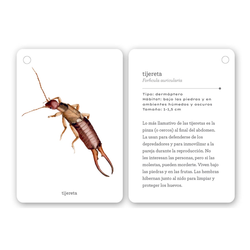 Fíjate: insectos. Guía visual para reconocer insectos - Aúpa Organics