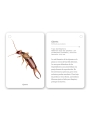 Fíjate: insectos. Guía visual para reconocer insectos - Aúpa Organics