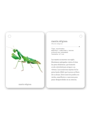Fíjate: insectos. Guía visual para reconocer insectos - Aúpa Organics