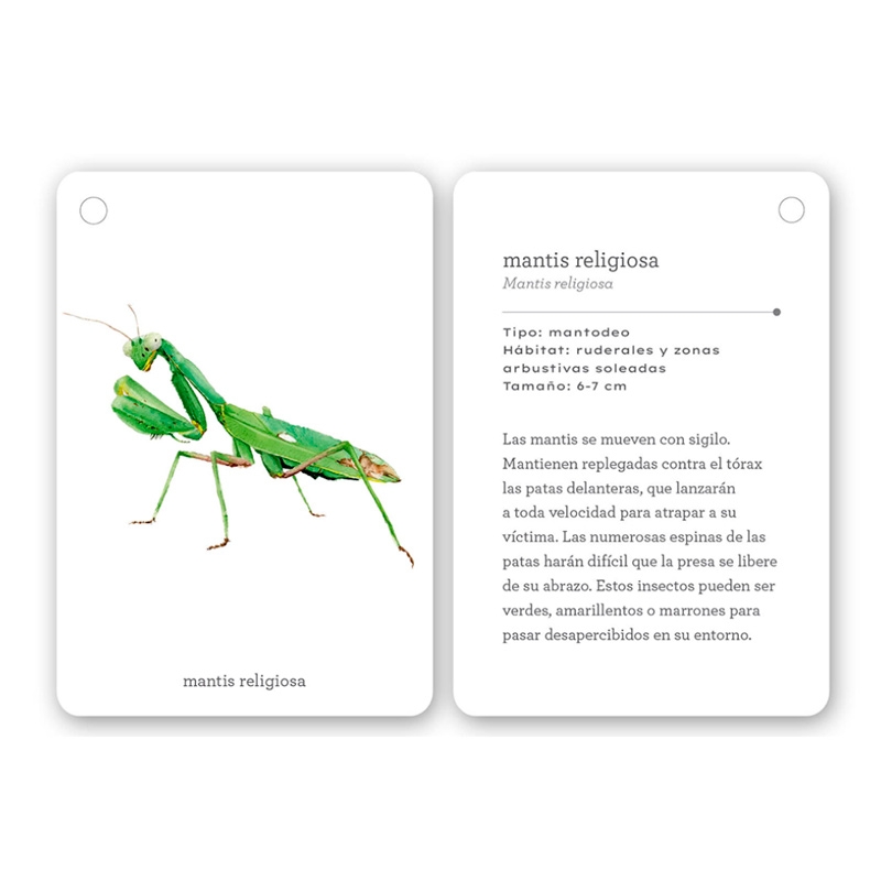 Fíjate: insectos. Guía visual para reconocer insectos - Aúpa Organics