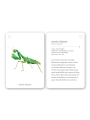 Fíjate: insectos. Guía visual para reconocer insectos - Aúpa Organics