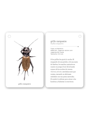 Fíjate: insectos. Guía visual para reconocer insectos - Aúpa Organics