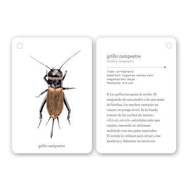 Fíjate: insectos. Guía visual para reconocer insectos - Aúpa Organics