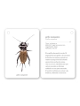 Fíjate: insectos. Guía visual para reconocer insectos - Aúpa Organics