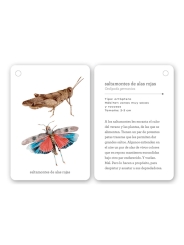 Fíjate: insectos. Guía visual para reconocer insectos - Aúpa Organics