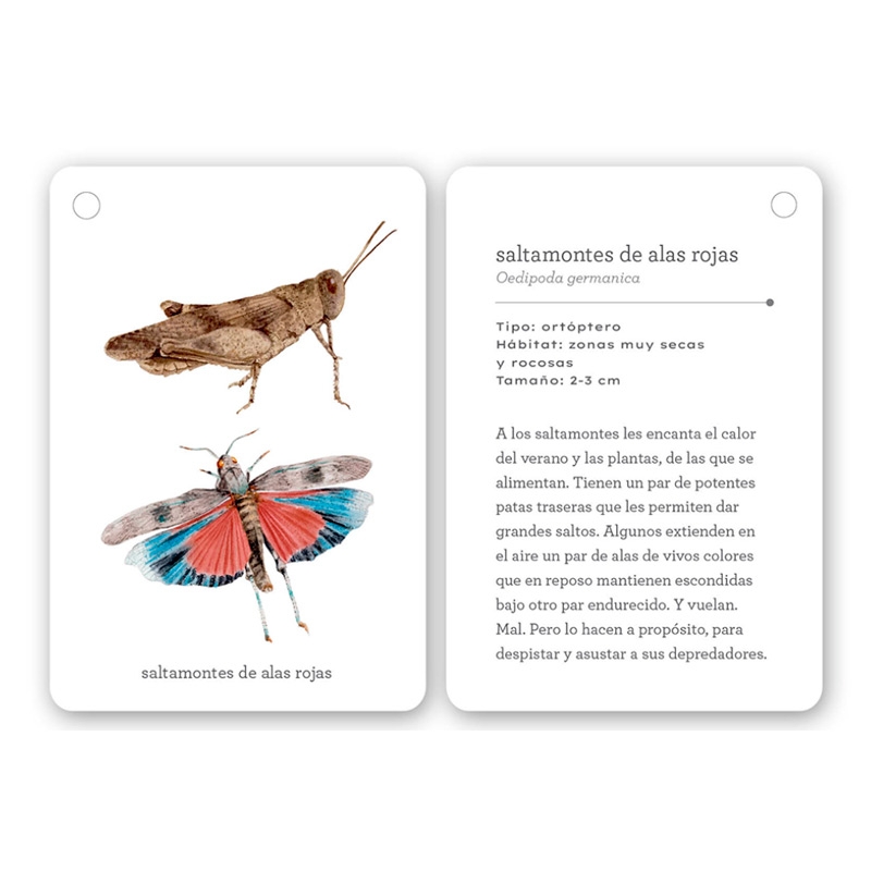 Fíjate: insectos. Guía visual para reconocer insectos - Aúpa Organics