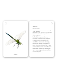 Fíjate: insectos. Guía visual para reconocer insectos - Aúpa Organics