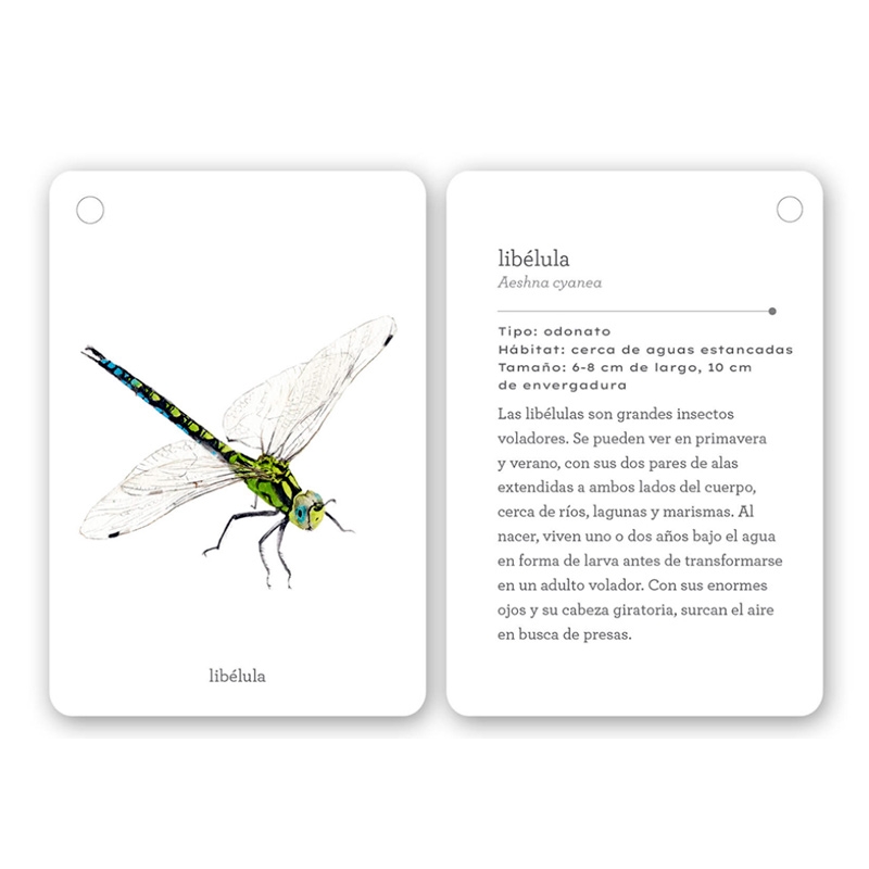 Fíjate: insectos. Guía visual para reconocer insectos - Aúpa Organics