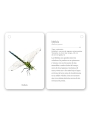 Fíjate: insectos. Guía visual para reconocer insectos - Aúpa Organics