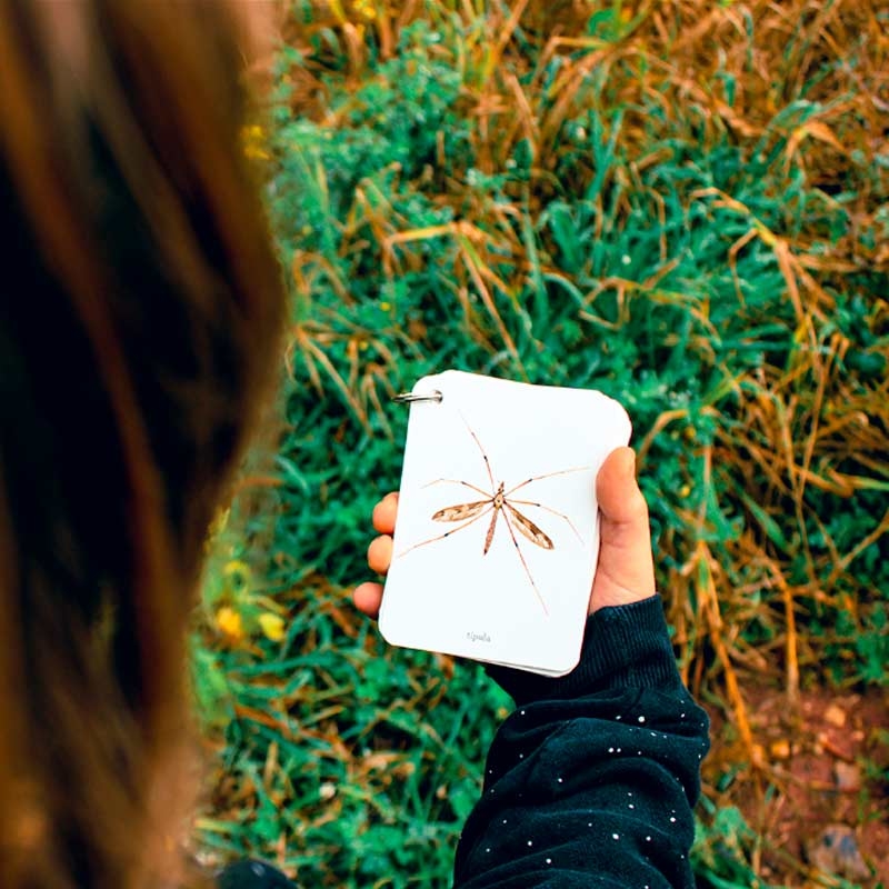 Fíjate: insectos. Guía visual para reconocer insectos - Aúpa Organics