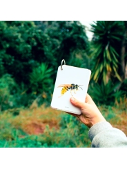 Fíjate: insectos. Guía visual para reconocer insectos - Aúpa Organics