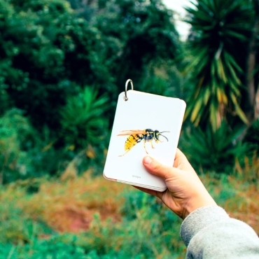 Fíjate: insectos. Guía visual para reconocer insectos - Aúpa Organics