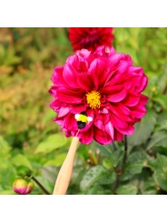 Varita de Polinización. Herramienta para Polinizar Flores - Aúpa Organics