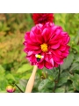 Varita de Polinización. Herramienta para Polinizar Flores - Aúpa Organics