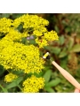 Varita de Polinización. Herramienta para Polinizar Flores - Aúpa Organics