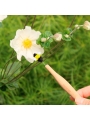 Varita de Polinización. Herramienta para Polinizar Flores - Aúpa Organics