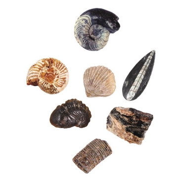 Kit de Excavación de Fósiles - Aúpa Organics