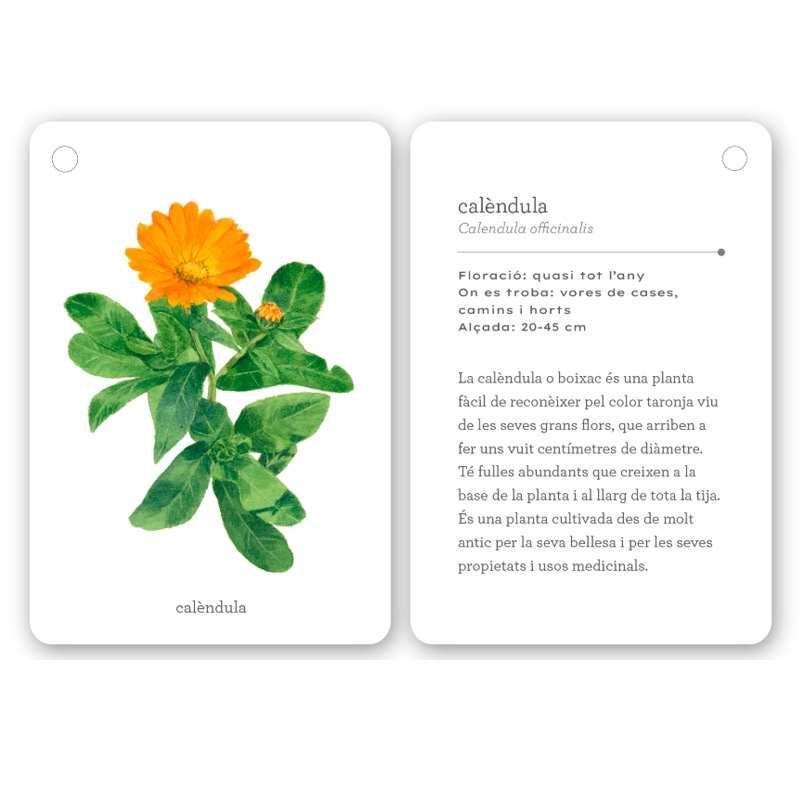 Fixa’t-hi: flors silvestres. Guia visual per conèixer les flors silvestres - Aúpa Organics