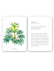 Fixa’t-hi: flors silvestres. Guia visual per conèixer les flors silvestres - Aúpa Organics