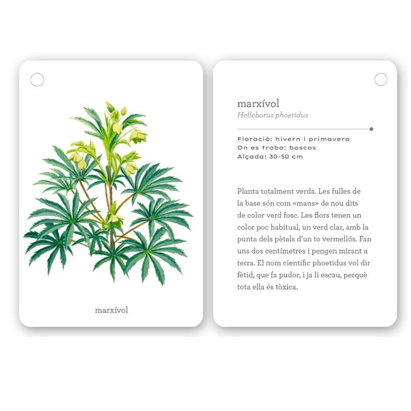 Fixa’t-hi: flors silvestres. Guia visual per conèixer les flors silvestres - Aúpa Organics