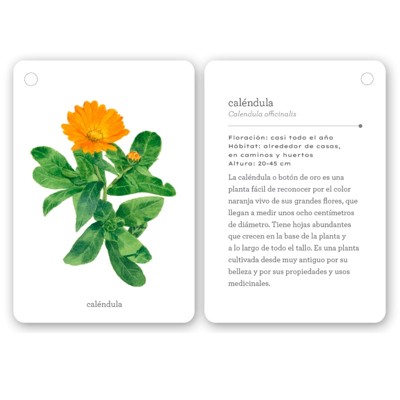 Fíjate: flores silvestres. Guía visual para reconocer flores silvestres - Aúpa Organics