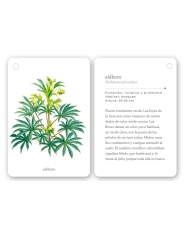 Fíjate: flores silvestres. Guía visual para reconocer flores silvestres - Aúpa Organics