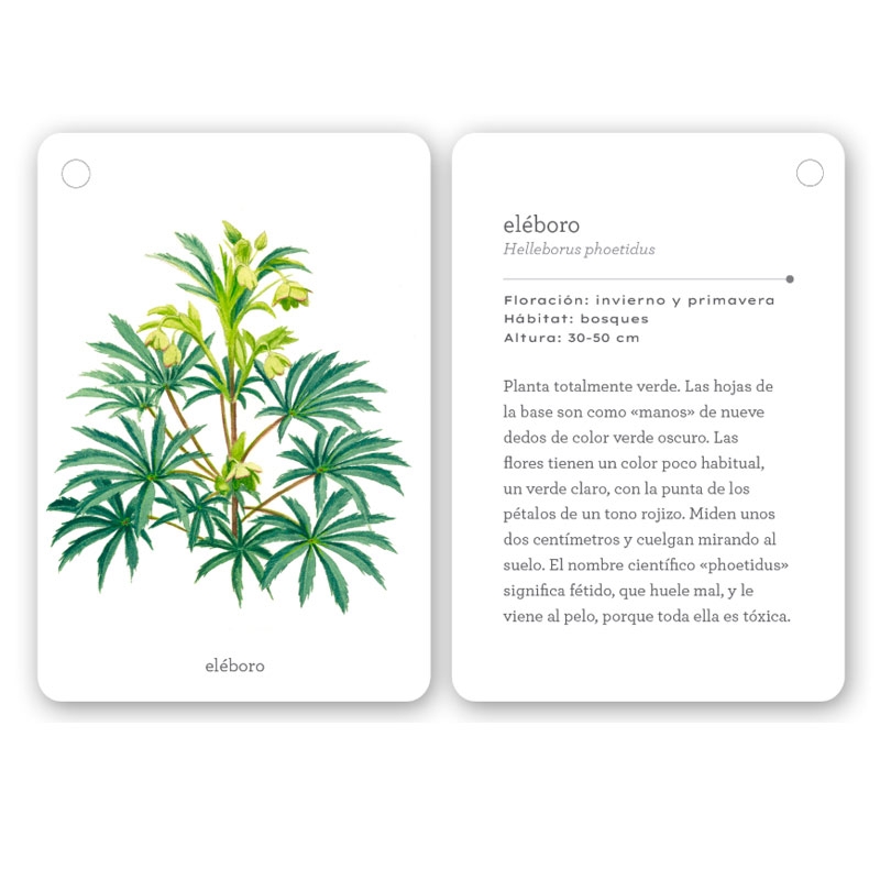 Fíjate: flores silvestres. Guía visual para reconocer flores silvestres - Aúpa Organics