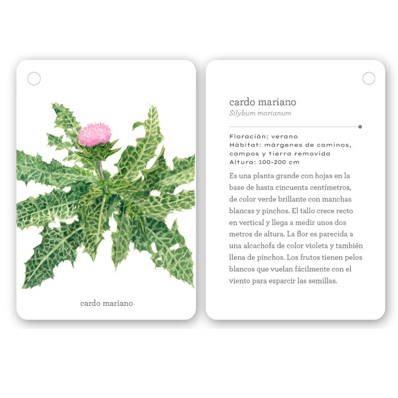 Fíjate: flores silvestres. Guía visual para reconocer flores silvestres - Aúpa Organics