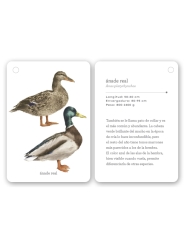 Fíjate: aves. Guía visual para reconocer aves - Aúpa Organics