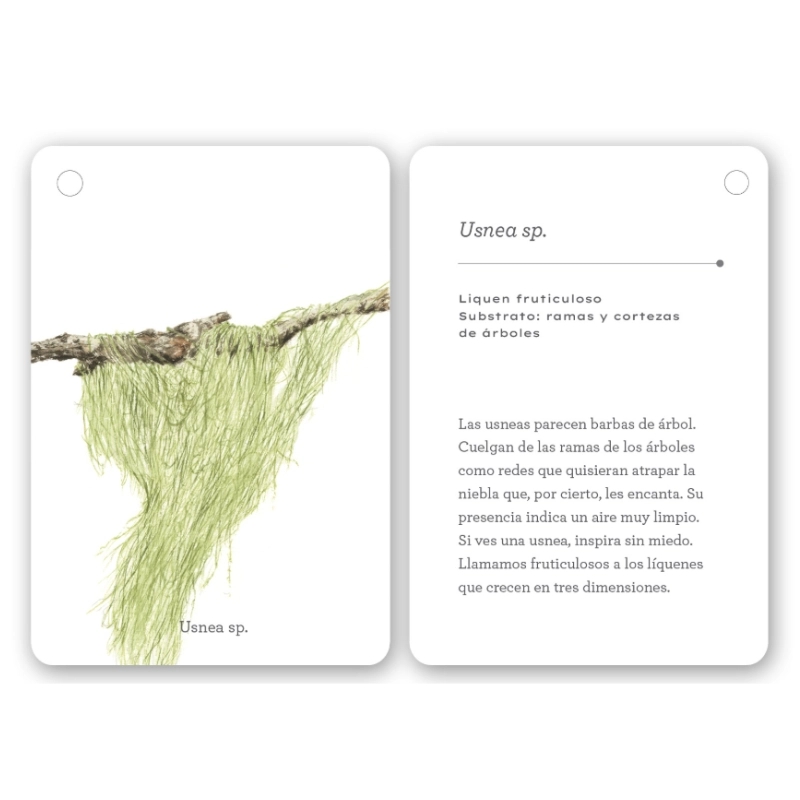 Fíjate: líquenes y plantas inferiores. Guía visual para reconocer líquenes y plantas inferiores - Aúpa Organics