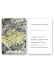 Fíjate: líquenes y plantas inferiores. Guía visual para reconocer líquenes y plantas inferiores - Aúpa Organics