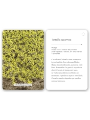 Fíjate: líquenes y plantas inferiores. Guía visual para reconocer líquenes y plantas inferiores - Aúpa Organics
