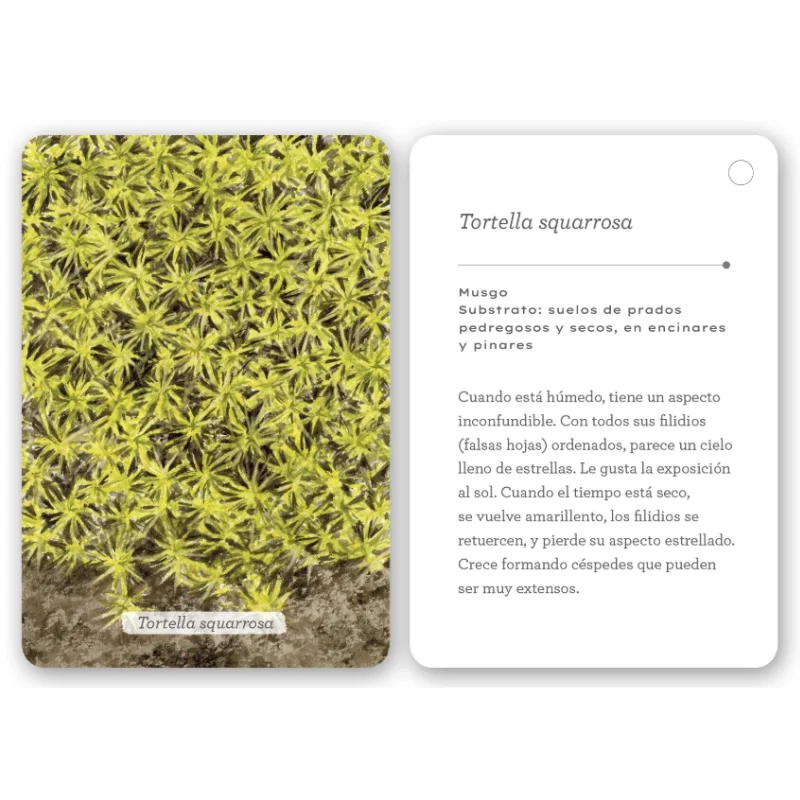 Fíjate: líquenes y plantas inferiores. Guía visual para reconocer líquenes y plantas inferiores - Aúpa Organics