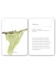 Fixa’t-hi: líquens i plantes inferiors. Guia visual per conèixer els líquens i plantes inferiors - Aúpa Organics