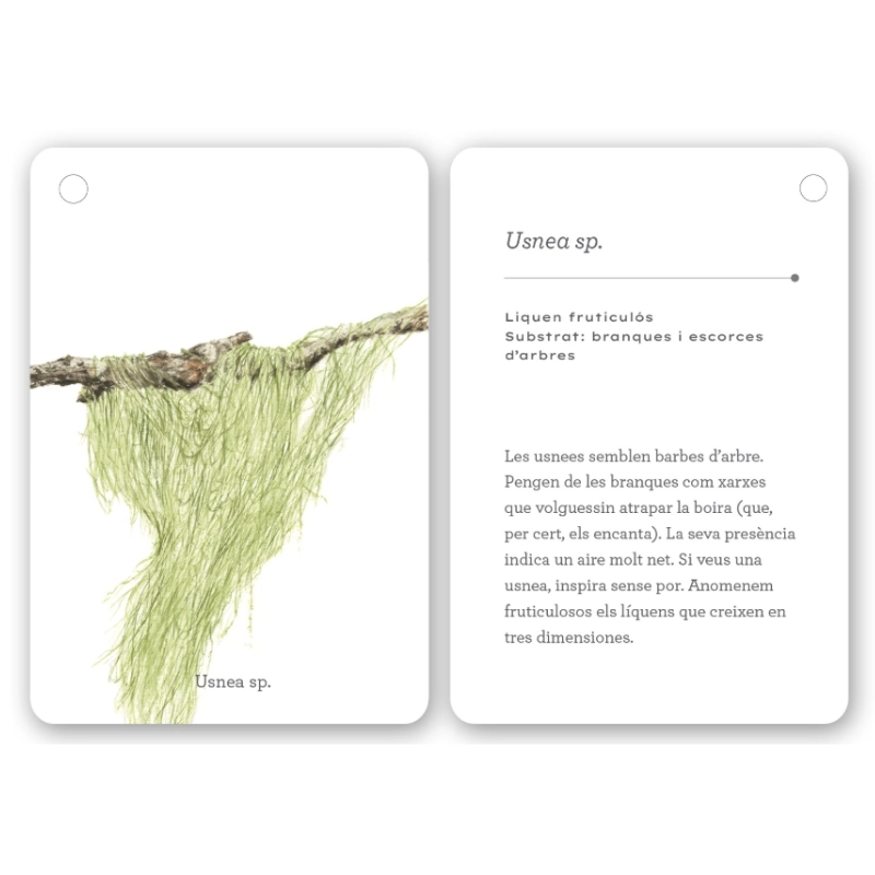 Fixa’t-hi: líquens i plantes inferiors. Guia visual per conèixer els líquens i plantes inferiors - Aúpa Organics