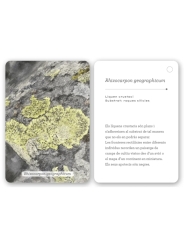 Fixa’t-hi: líquens i plantes inferiors. Guia visual per conèixer els líquens i plantes inferiors - Aúpa Organics