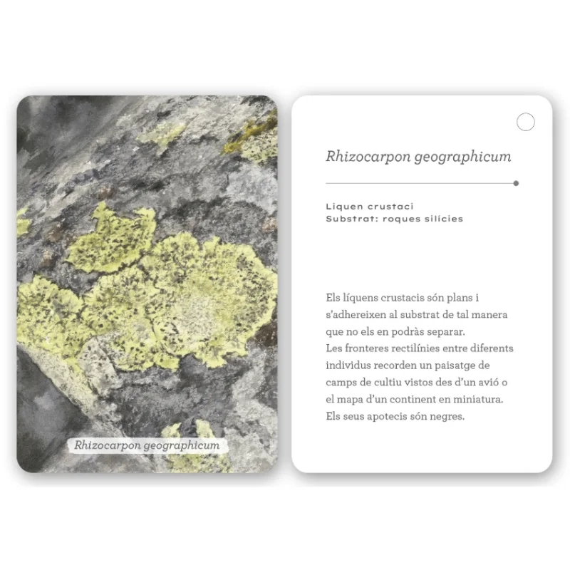 Fixa’t-hi: líquens i plantes inferiors. Guia visual per conèixer els líquens i plantes inferiors - Aúpa Organics