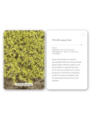 Fixa’t-hi: líquens i plantes inferiors. Guia visual per conèixer els líquens i plantes inferiors - Aúpa Organics