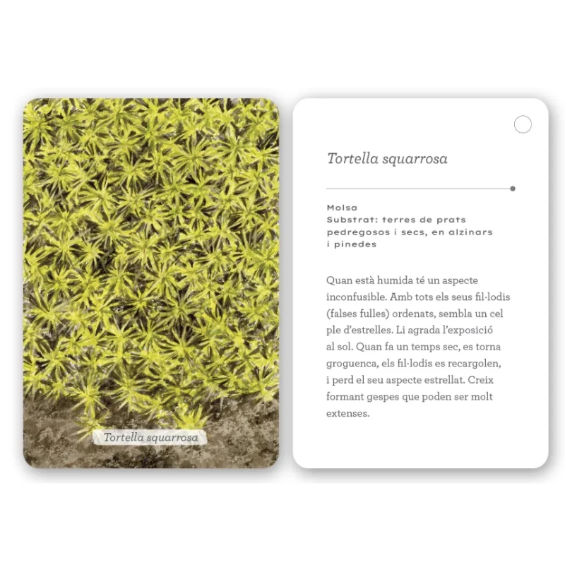 Fixa’t-hi: líquens i plantes inferiors. Guia visual per conèixer els líquens i plantes inferiors - Aúpa Organics