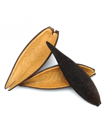 Vaina Canoa 10-14 cm