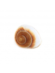 Caracola Gigante 6-8 cm